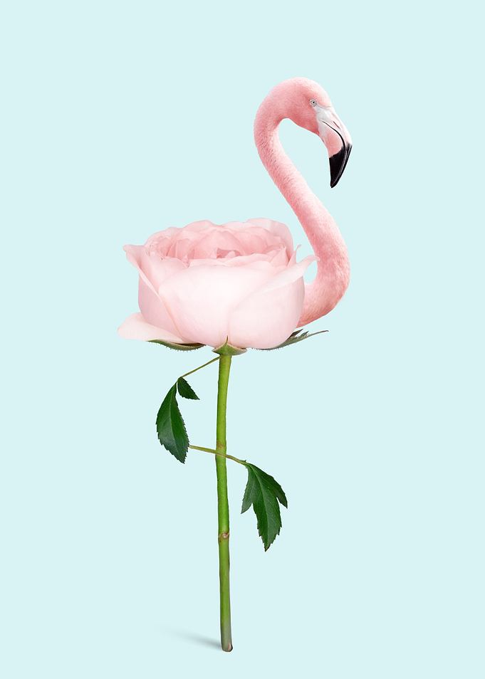 Flamingo Flower