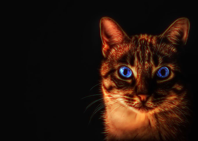 Cute cat