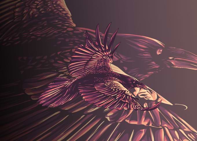 raven