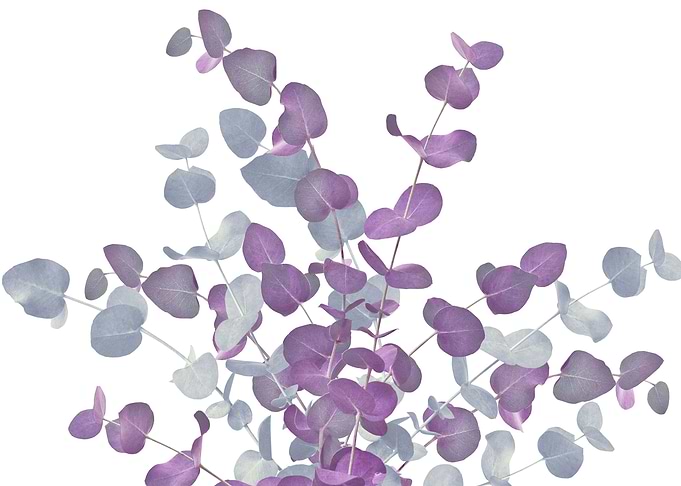 Eucalyptus Bouquet Dream 4