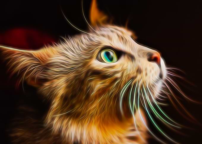 Wonder Cat