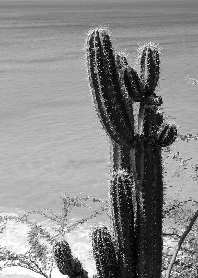 Tropical Cactus Ocean 3