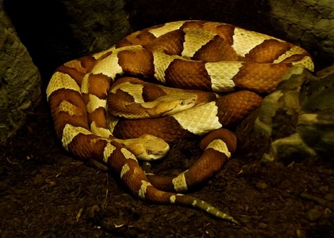 Snakes