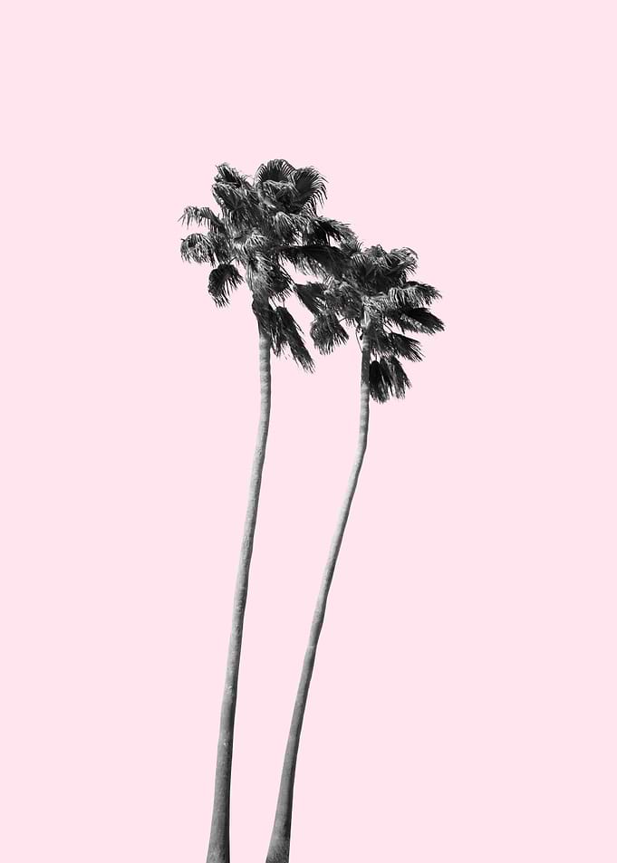 Tranquility Palms 2