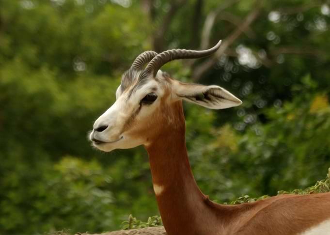 Dama gazelle