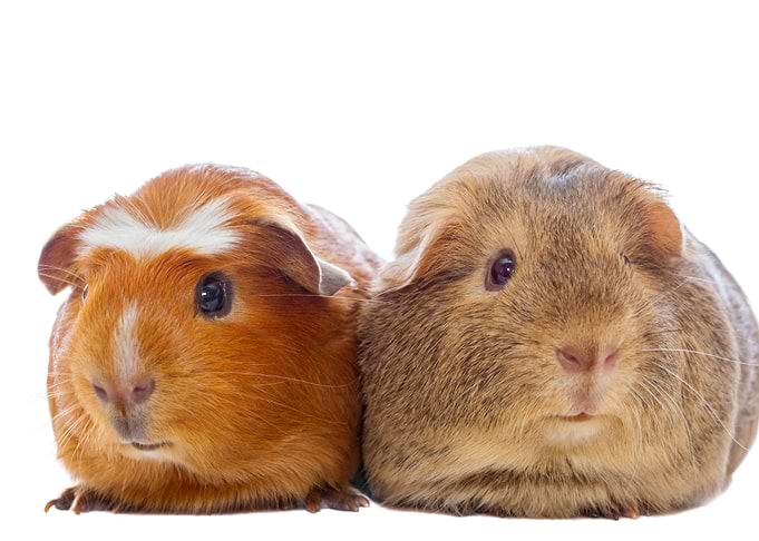 Two guinea pigs