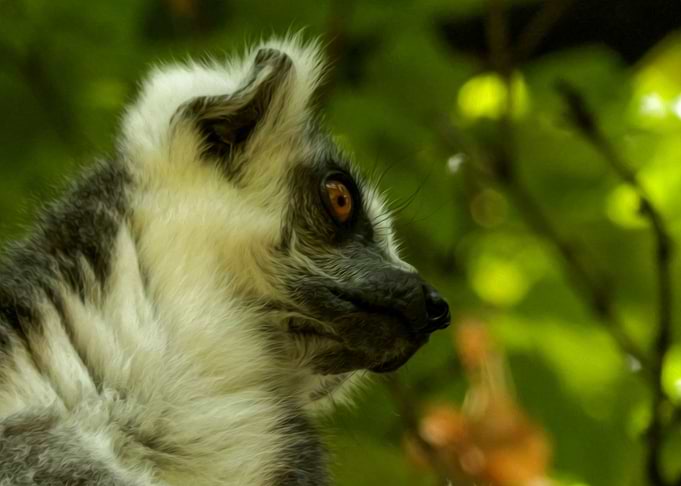 Lemur