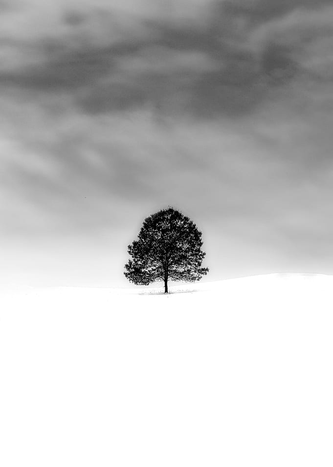 Lonely forest