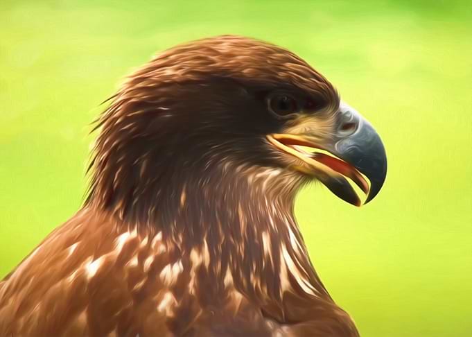 Eagle portrait