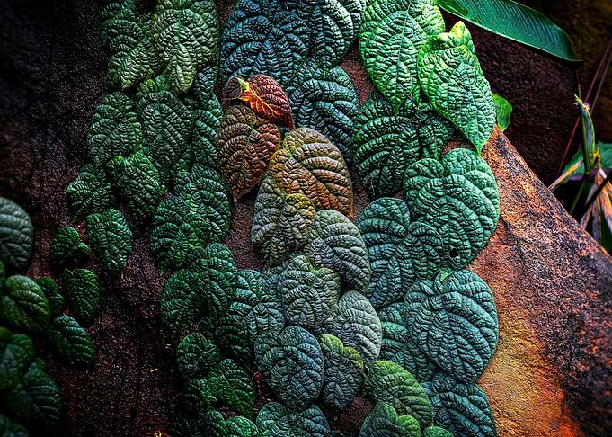 Lush Leaves
