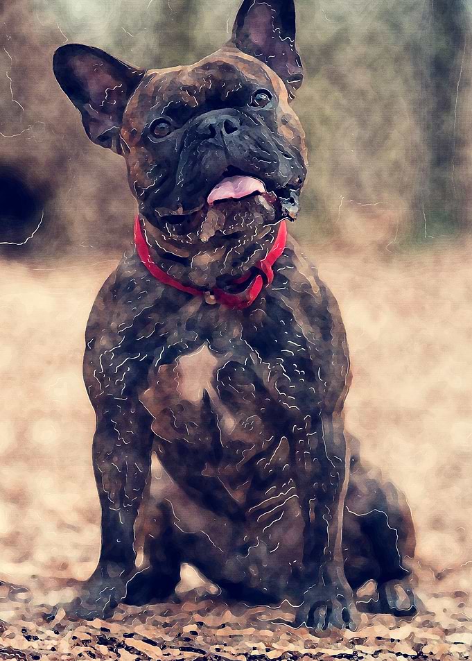 BULL DOG