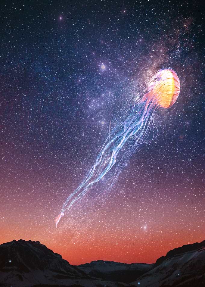 Jellyfish
