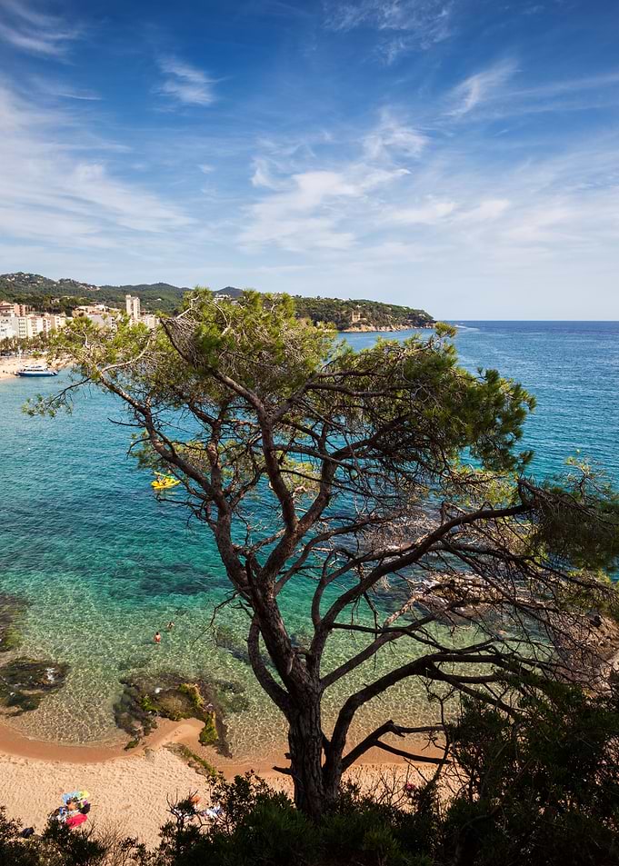 Tree And The Sea In Spain