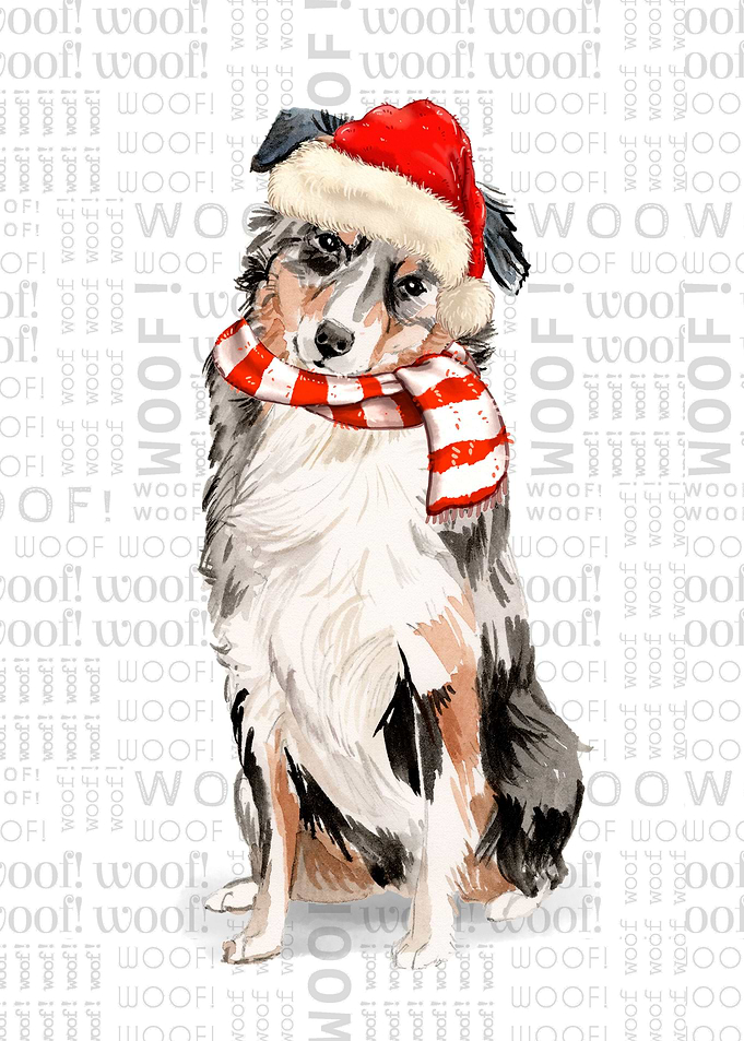 Australian Shepherd Winter