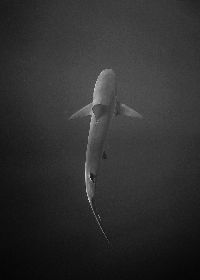 Dark Shark