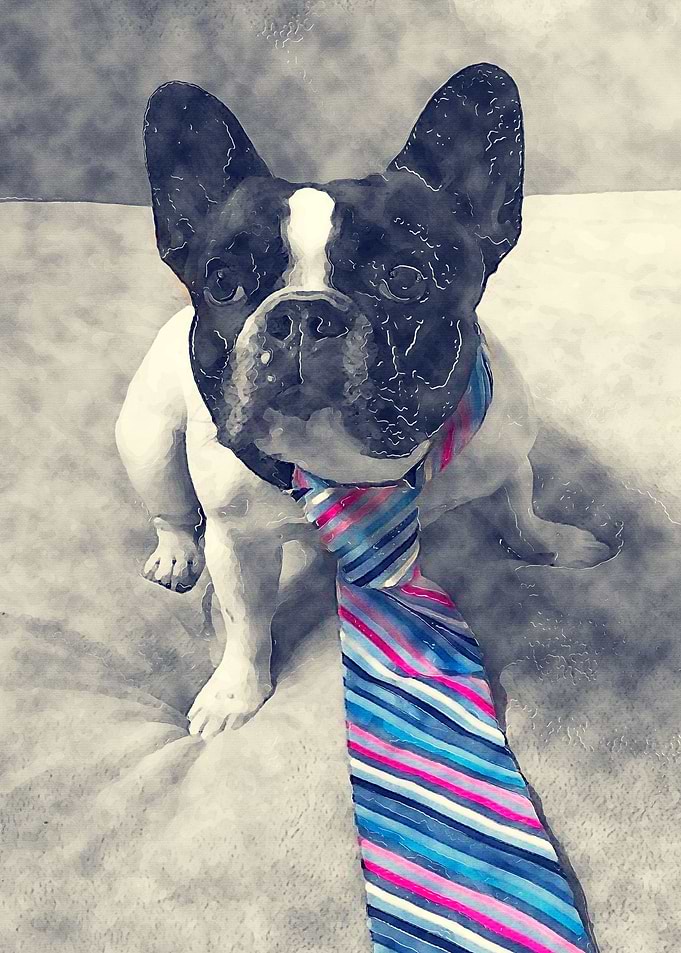 BULL DOG