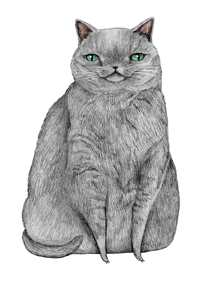 Grey Cat
