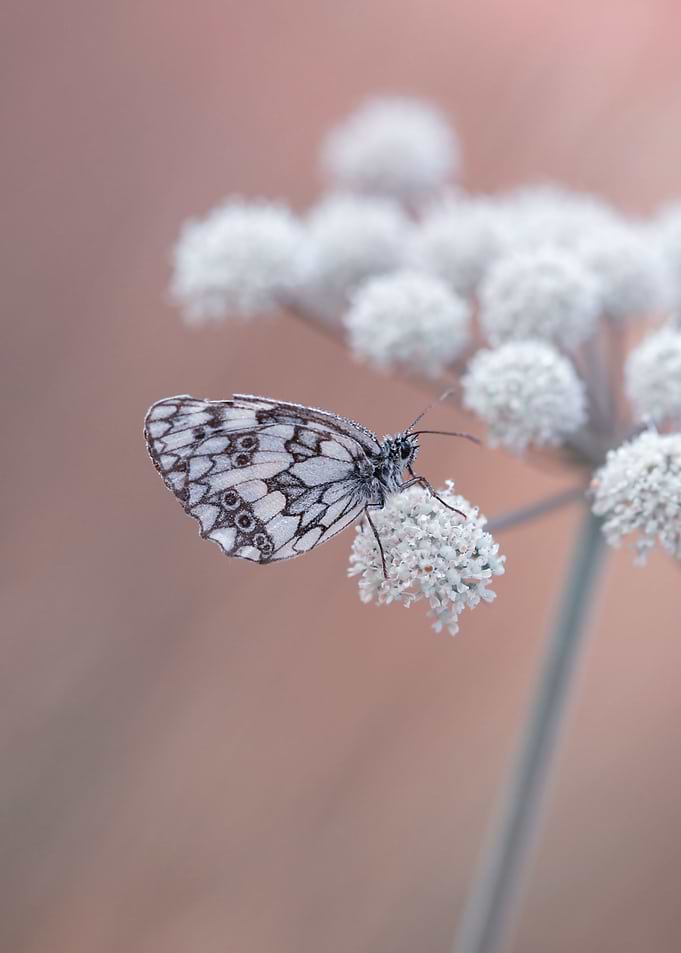 Nature composition