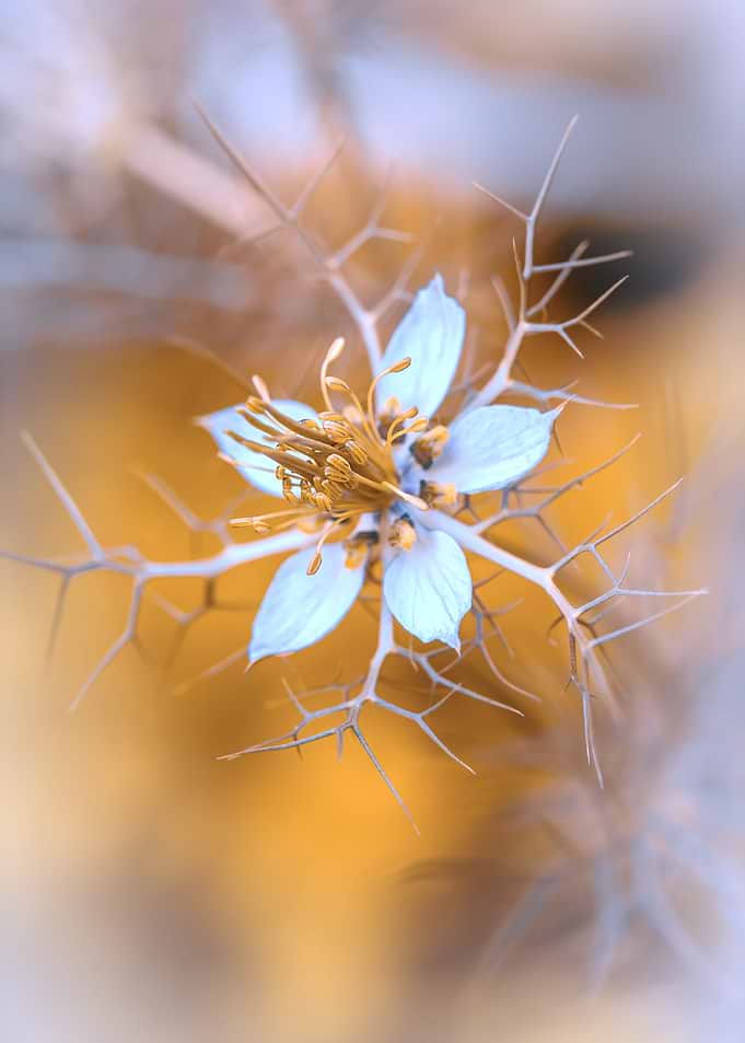 Nigella, garden, macro