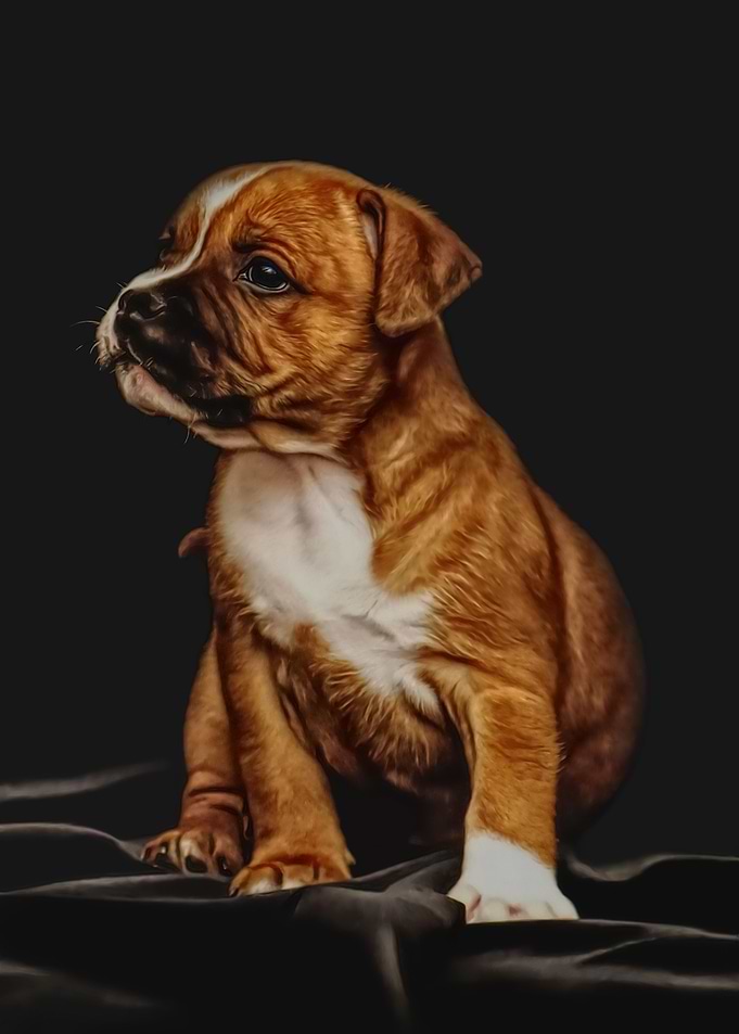 brown puppy