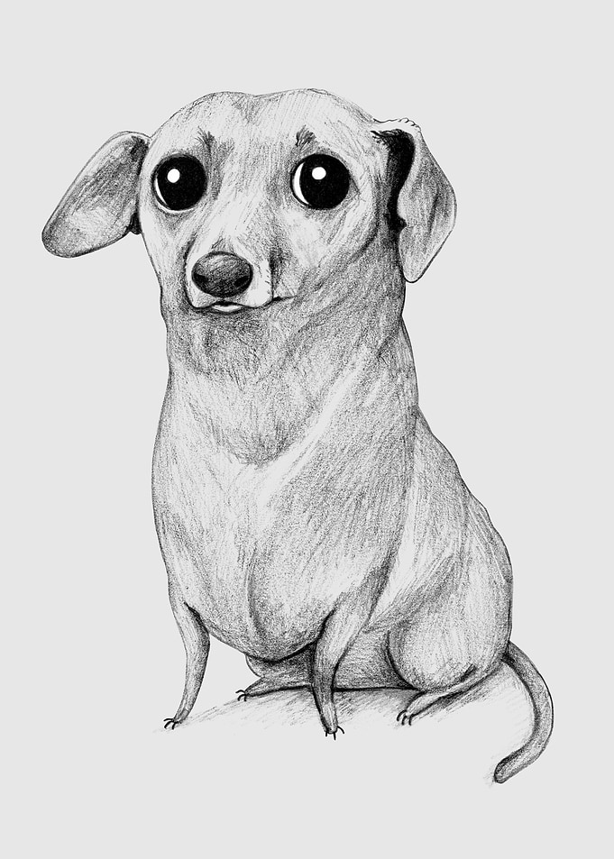Monochrme Dachshund