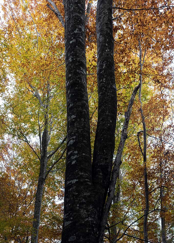 Autumn is in full swing