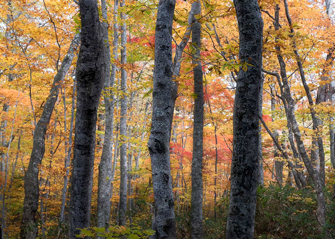 Autumn is in full swing