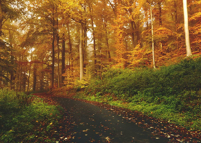 Narrow Road