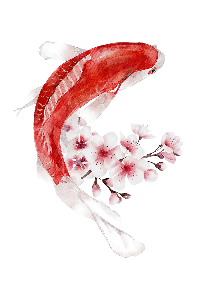 Koi Fish and Cherry