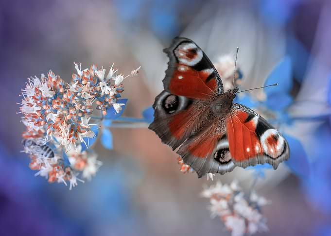 Butterfly macro meadow