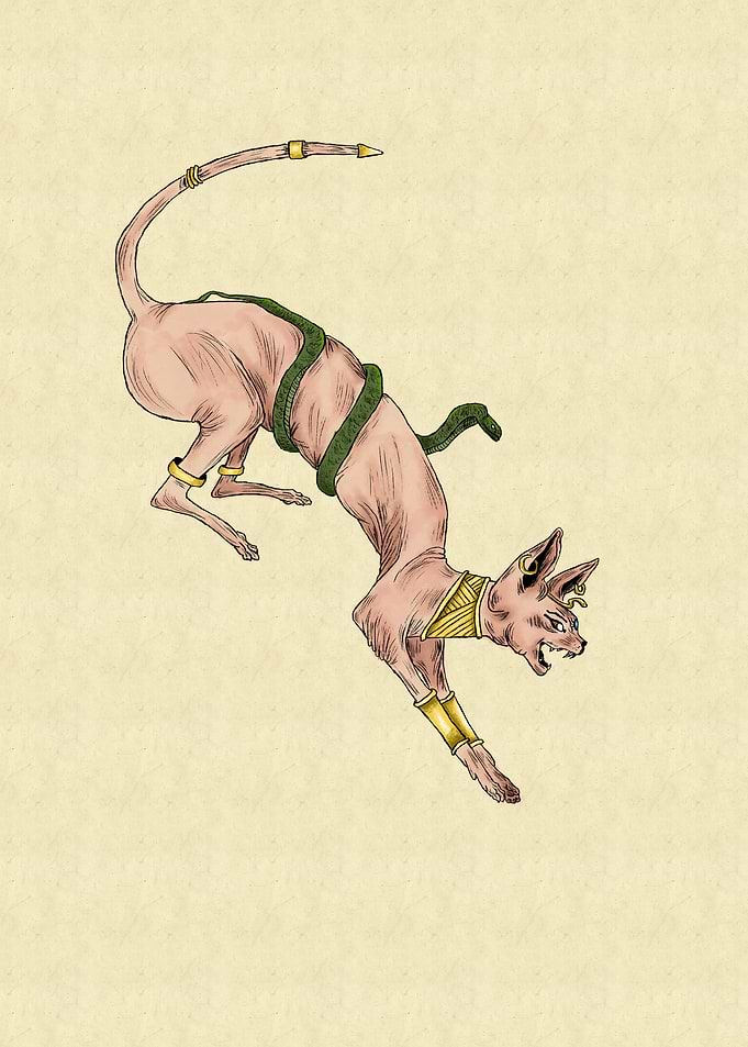 Sphynx cat