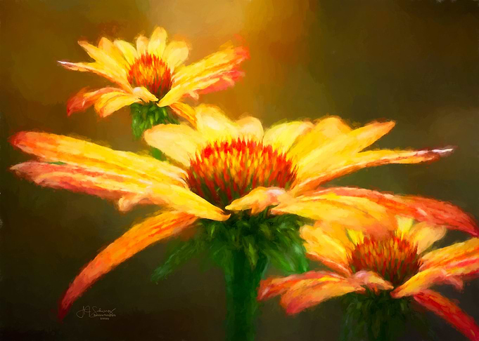 Echinacia Trio