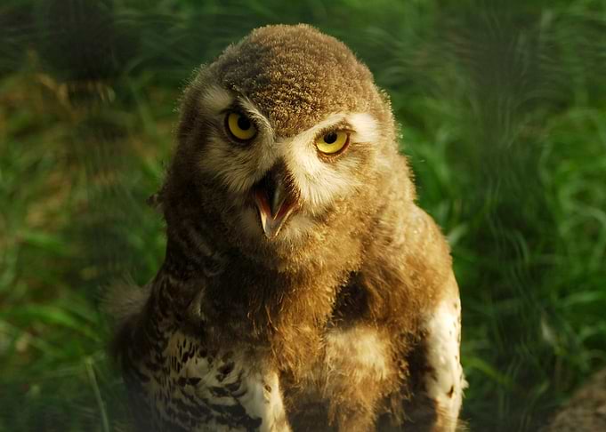 Owl portrait