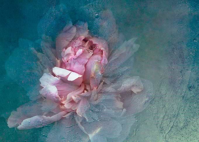 Peony in ice