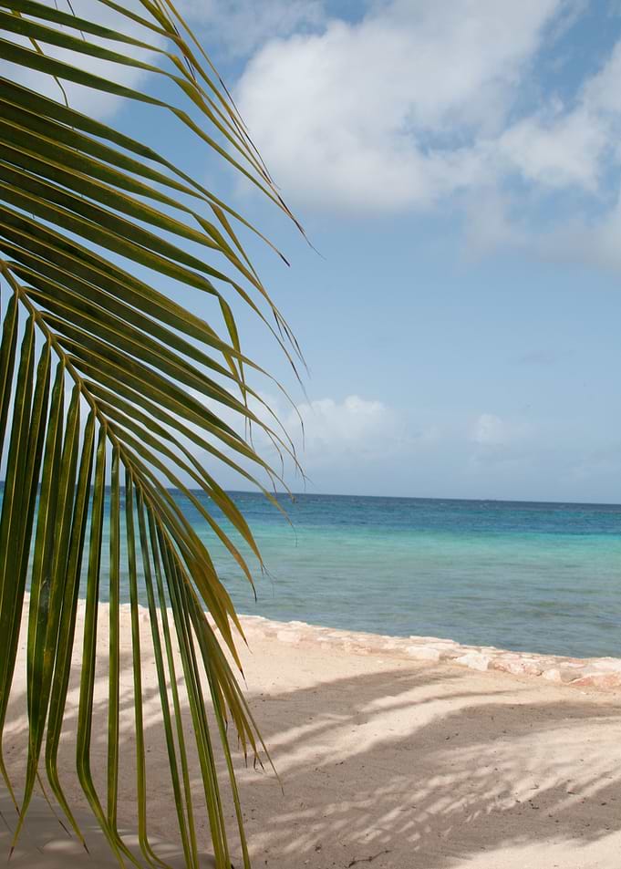 Beach Tranquility Dream 1