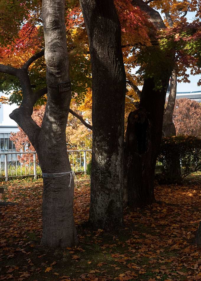 The look of autumn