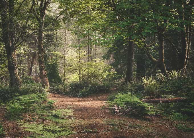 walk the path
