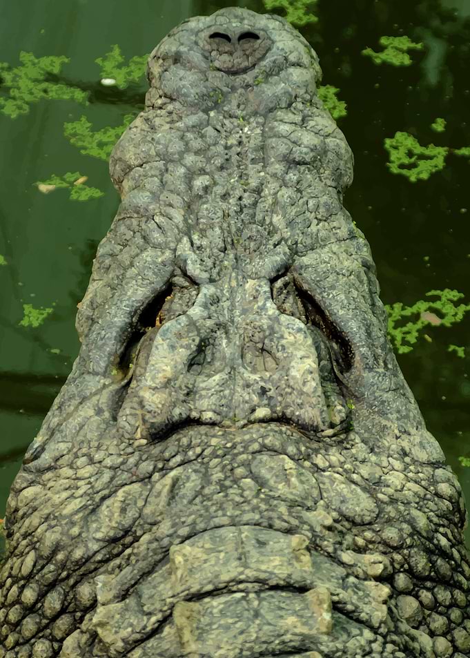 Head of crocodile