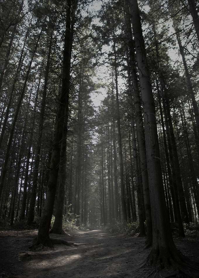 Forbidden Forest