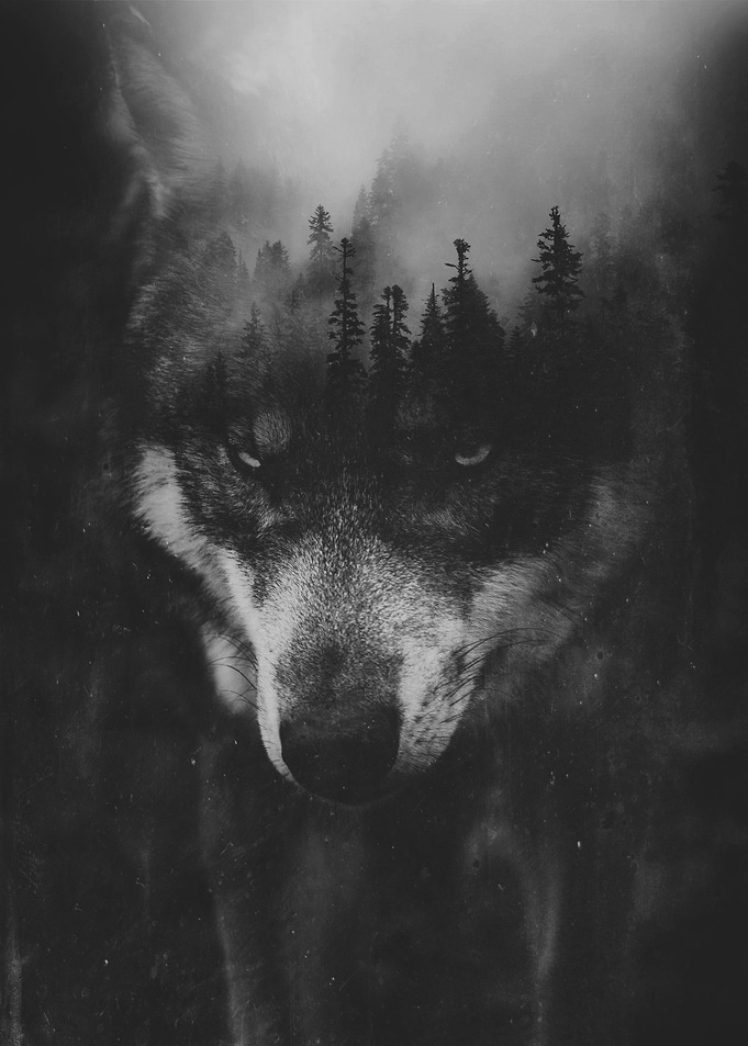 wolf poster