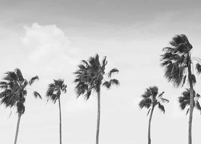 Palm Trees Oasis 2
