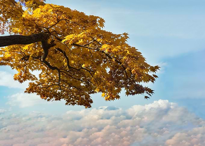 The look of autumn