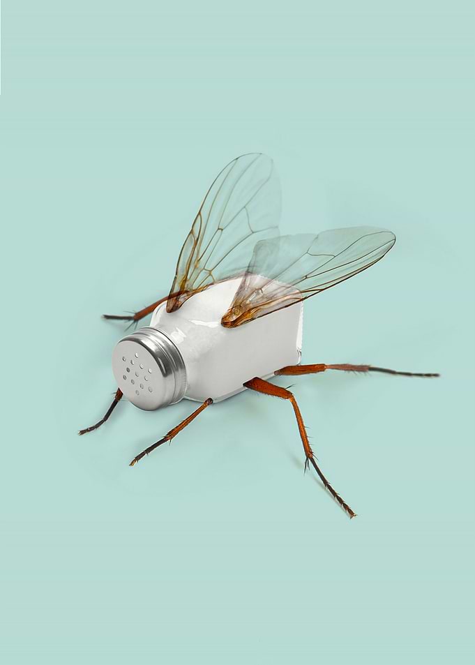 Salt Fly