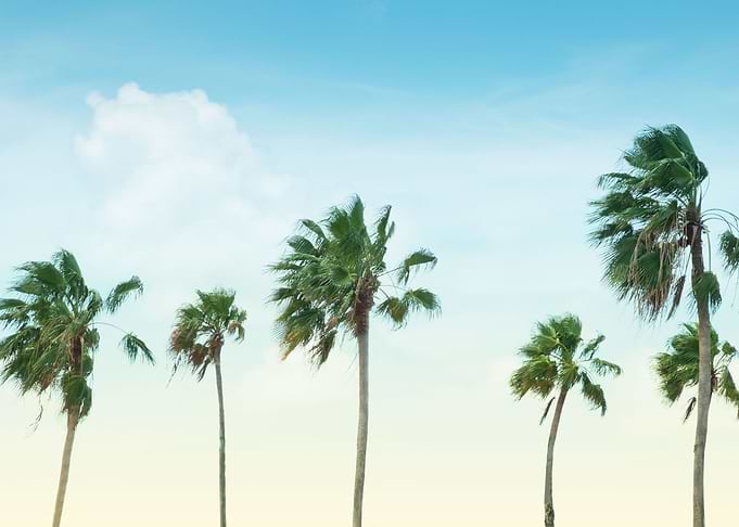 Palm Trees Oasis 1