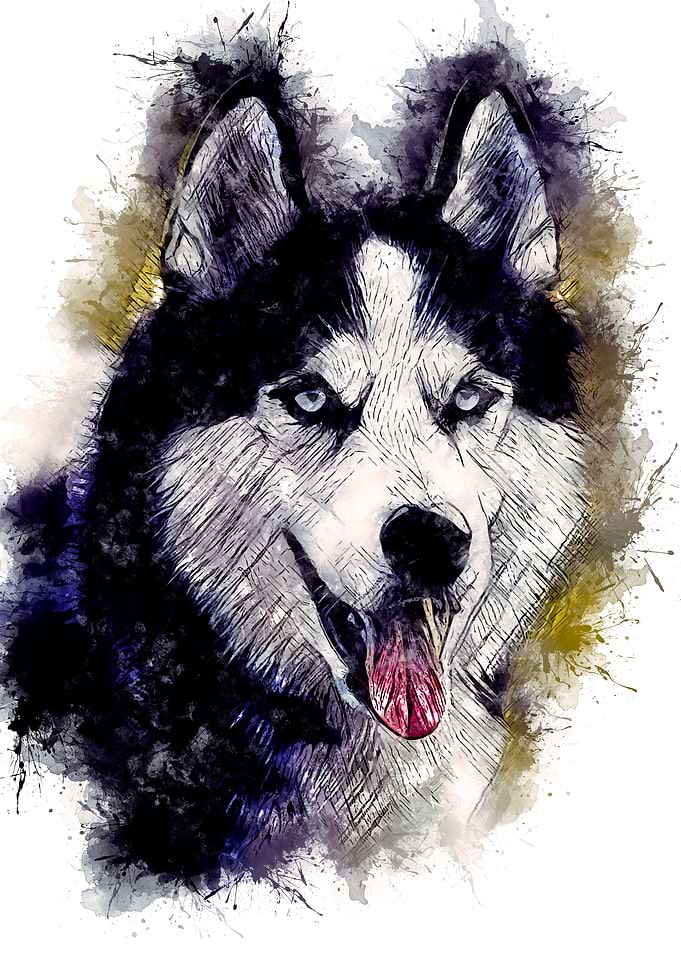 Alaskan Husky
