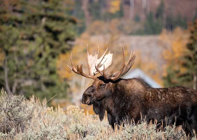 Moose