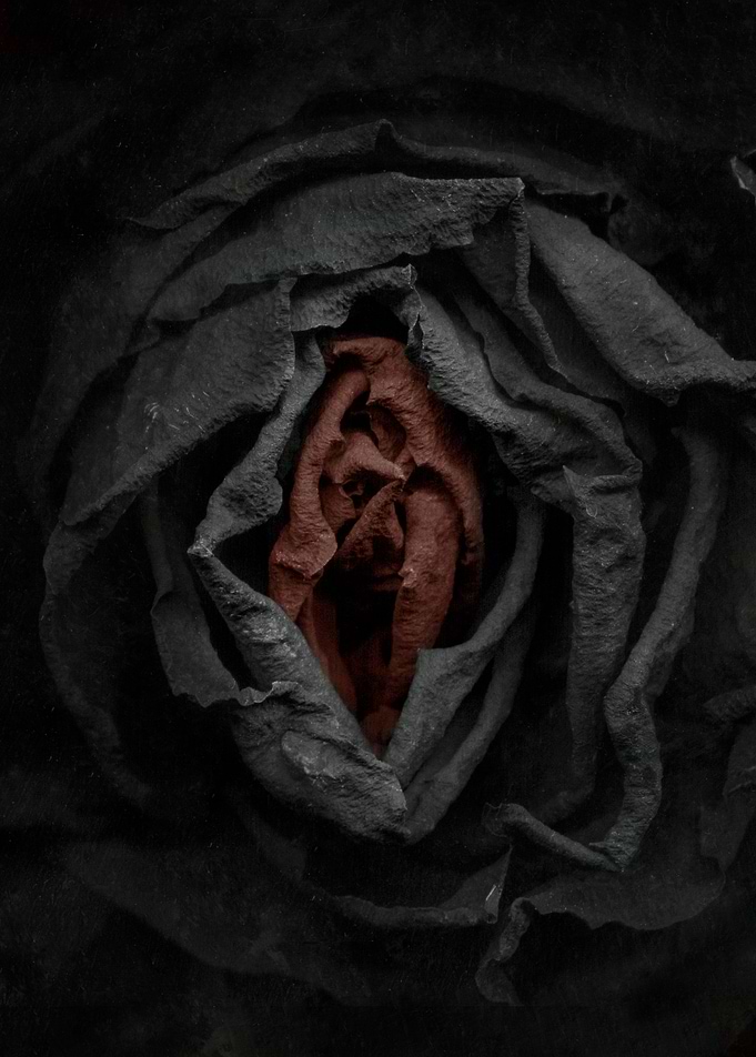 Black and red rosebud