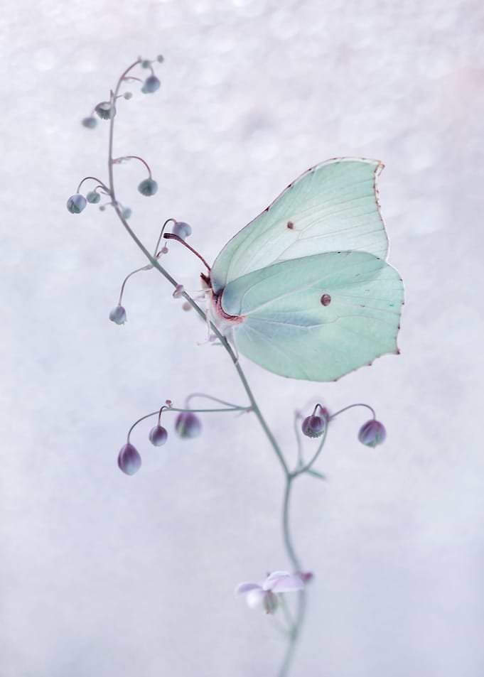 Nature composition