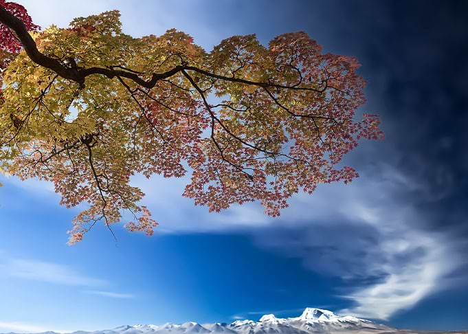 Beautiful maple tree trunk