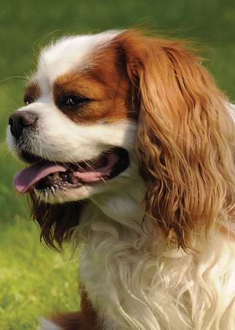 Cavalier King Charles